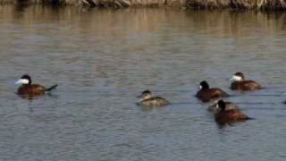 Ruddy Ducks in Kansas