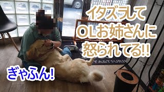 OLお姉さんにイタズラして怒られてぎゃふん。ゴールデンレトリバーティト！