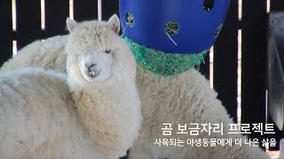 [곰 보금자리 프로젝트] 청주동물원 행동풍부화 | Enrichment for Alpacas in the Zoo