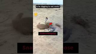 A twist in snake vs Mongoose fight