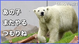 ２度目はそうはいかないよ・・リラから逃げるララ　Polar Bears