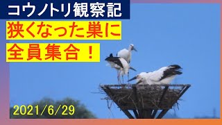 狭くなった巣に全員集合　渡良瀬遊水地のコウノトリ