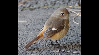 だんだん近づいてくるジョウビタキ