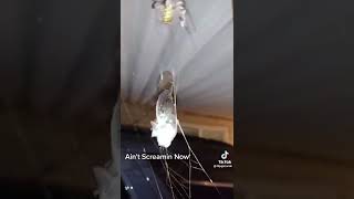 Giant spider vs Cicada