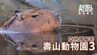 動物星天頻道 EP18《亞熱帶解密：壽山動物園》 [4K] ｜水豚、卡皮巴拉、犀牛、台灣獼猴