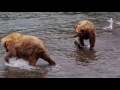 brown bears of katmai alaska pearls of the planet