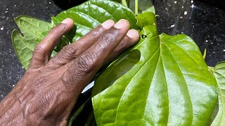 Betel Leaves from Our Garden - May Have Enormous Health Benefits. see Description