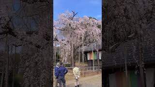 【short】坂戸 慈眼寺のしだれ桜 #shorts #坂戸 #慈眼寺