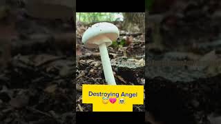 Destroying Angel 😇💔☠️🫵🏼 (amanita virosa) DO NOT 🚫 EAT!! #foraging #food #nature