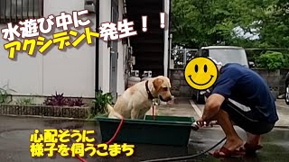 大好きな水遊び中にパパが負傷した時のラブラドールレトリバーの反応【こまちの日常動画】