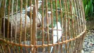 DSCI0271.AVI
