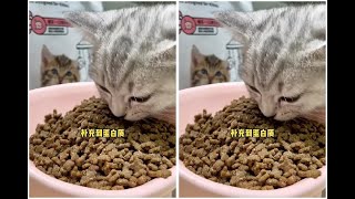 momo好物 _第一次养小猫？拒绝踩雷，猫粮怎么选看这里萌宠好物猫粮推荐抖in萌宠计划新手养猫