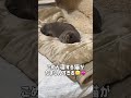 ごめん寝する猫がかわいすぎる shorts cat 猫 猫のいる暮らし