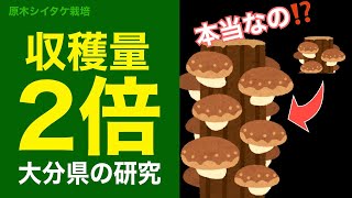 🍄新情報🪵 「10回叩けば2倍生える」は本当なのか？ #Shorts