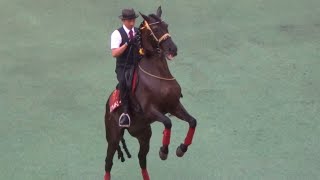 札幌競馬場で行われたアンダルシアンのホースダンスショー！レヴォルトソー君が今年も元気な姿を見せてくれました！