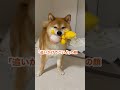 【ちゃちゃ丸】柴犬の二刀流 shorts