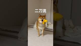 【ちゃちゃ丸】柴犬の二刀流 #shorts