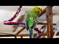 Over 2 Hours of Budgies Playing, Singing and Talking in their Aviary