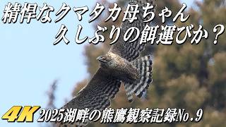 【精悍なクマタカ母鳥と未熟な幼鳥】無念、久しぶりに餌運びを捉えきれず！！2025年湖畔のクマタカ観察記録NO.9