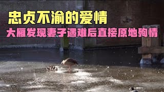 大雁发现妻子遇难后直接原地殉情，原来这就是忠贞不渝的爱情