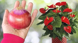 Put One Onion On Your Plants (Watch The Amazing Result