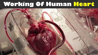 Working Of Human Heart (Urdu/Hindi)