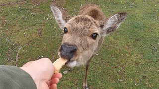 新緑の奈良公園と鹿さん