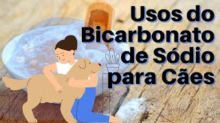 Banho a Seco em Cachorro e mais 7 Usos Seguros Para Cães