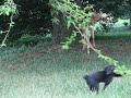 orphan fawn with black cat