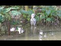 最後に飛びます　ハシビロコウ　マリンバちゃん【神戸どうぶつ王国】shoebill marimba chan kobe animal kingdom