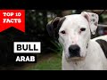 Bull Arab - Top 10 Facts