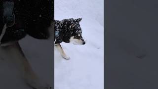 雪柴詰め合わせ　#柴犬　#柴犬のいる暮らし #柴犬動画 #黒柴　#shiba #shiba  #shibainu #しばいぬ #dog #雪 #snow