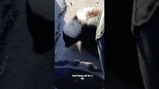 Incredible Encounter With A Skunk