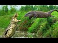 Incrível .. lontras com raiva vs. crocodilos / mundo animal incrivelmente gigante