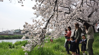 越谷市：水辺と桜の競演を楽しむ（平成28年版こしがや案内図）