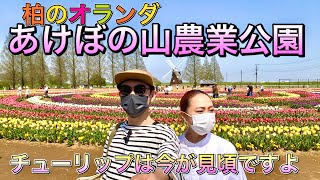 【柏市】あけぼの山農業公園のチューリップを見に行ってきました。今が一番見頃です。