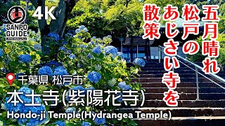 [Hondo-ji Temple] Colorful hydrangeas are beautiful! Stroll around the \