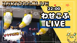 わせこふLIVE#133　3万RTされたインコの悪魔ってどんなインコさん？