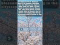 Top 5 places to see cherry blossoms in Seoul, South Korea