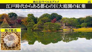 4K:東京紅葉。六義園が見ごろ。光に透けたネオン紅葉が素敵です