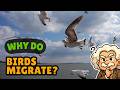 Why Do Birds Migrate? The Mystery Behind Their Epic Journey