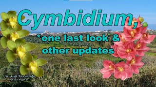 CYMBIDIUM - One Last Look and Other Updates 🌷🌱 LEGENDAS em PORTUGUÊS