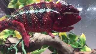 Ambilobe Panther Chameleon