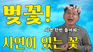 아름다운 벚꽃의 사연을 알아봅시다!