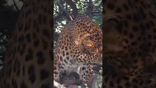 Leopard catches its prey in the midst of a tourist