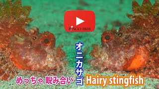 めっちゃ睨み合い　オニカサゴの威嚇？喧嘩？小競り合い？　Hairy stingfish　Weedy stingfish