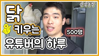 닭 키우는 유튜버의 하루 [구독자 500명 ]