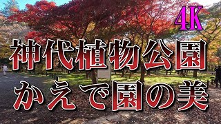 神代植物公園・かえで園の美＜４K＞しばし心の洗濯をした