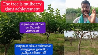 The tree is mulberry giant achievement/மரமல்பெரியில் மாபெரும் சாதனை/கர்நாடகா விவசாயி தமிழக விவசாயி