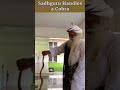 Sadhguru Handles a Cobra   Shorts